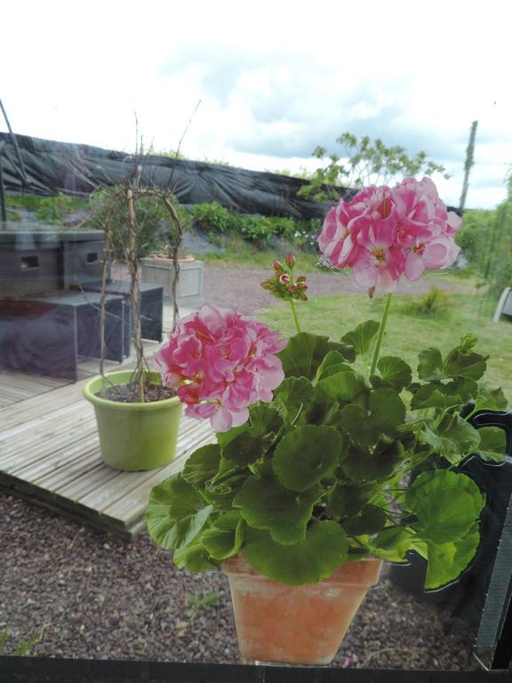 Des Hortensias